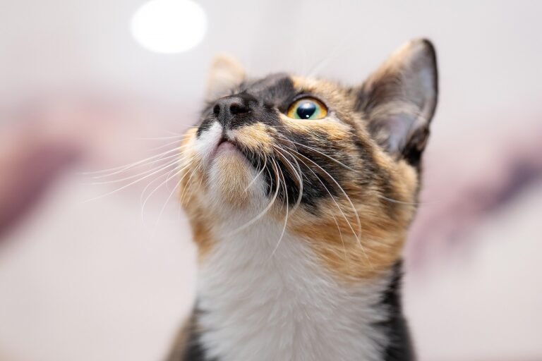 What are the housing options available