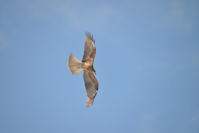 Is a 3.3 GPA Too Low for PhD Admissions?