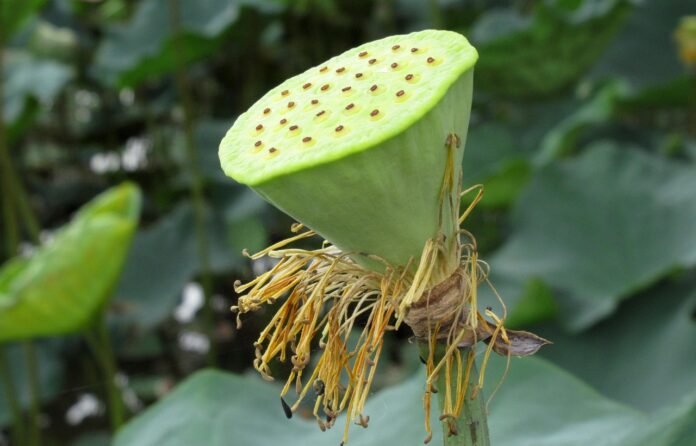 Can You Be a CEO at 30? Unlocking the Path to Early Leadership