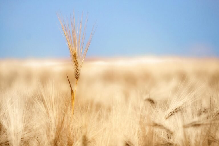 Top Career Opportunities After an MA in Economics