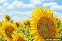 Redefining Summer Success Without an Internship