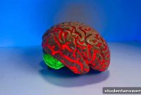 Mastering College with a Second Brain Approach