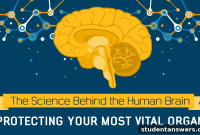 Decoding the Human Brain