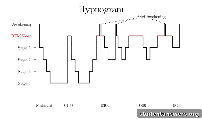A diagram showing the different stages of a sleep cycle over one night.