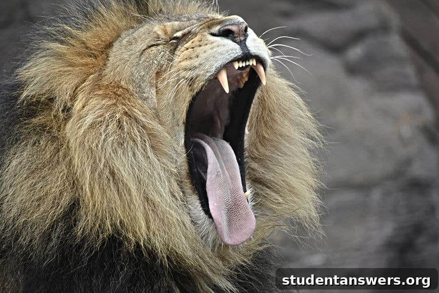 A lion yawning, unimpressed by common excuses for not taking breaks.