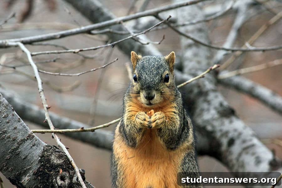 A squirrel eating a nut, demonstrating the simple effectiveness of taking a break from its work.