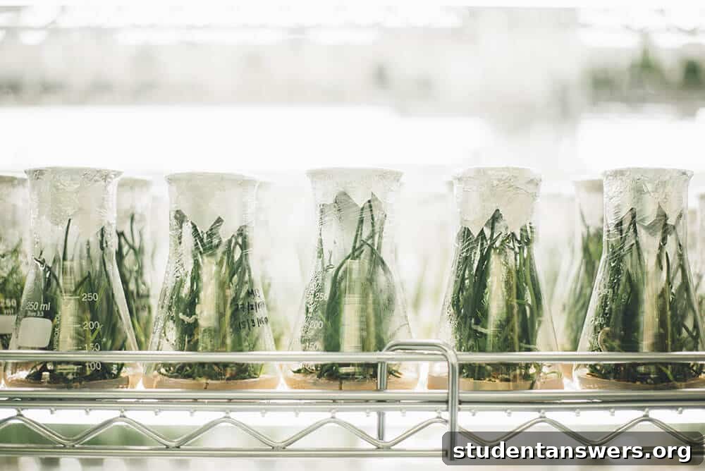 Small green plants growing in a research lab setting.