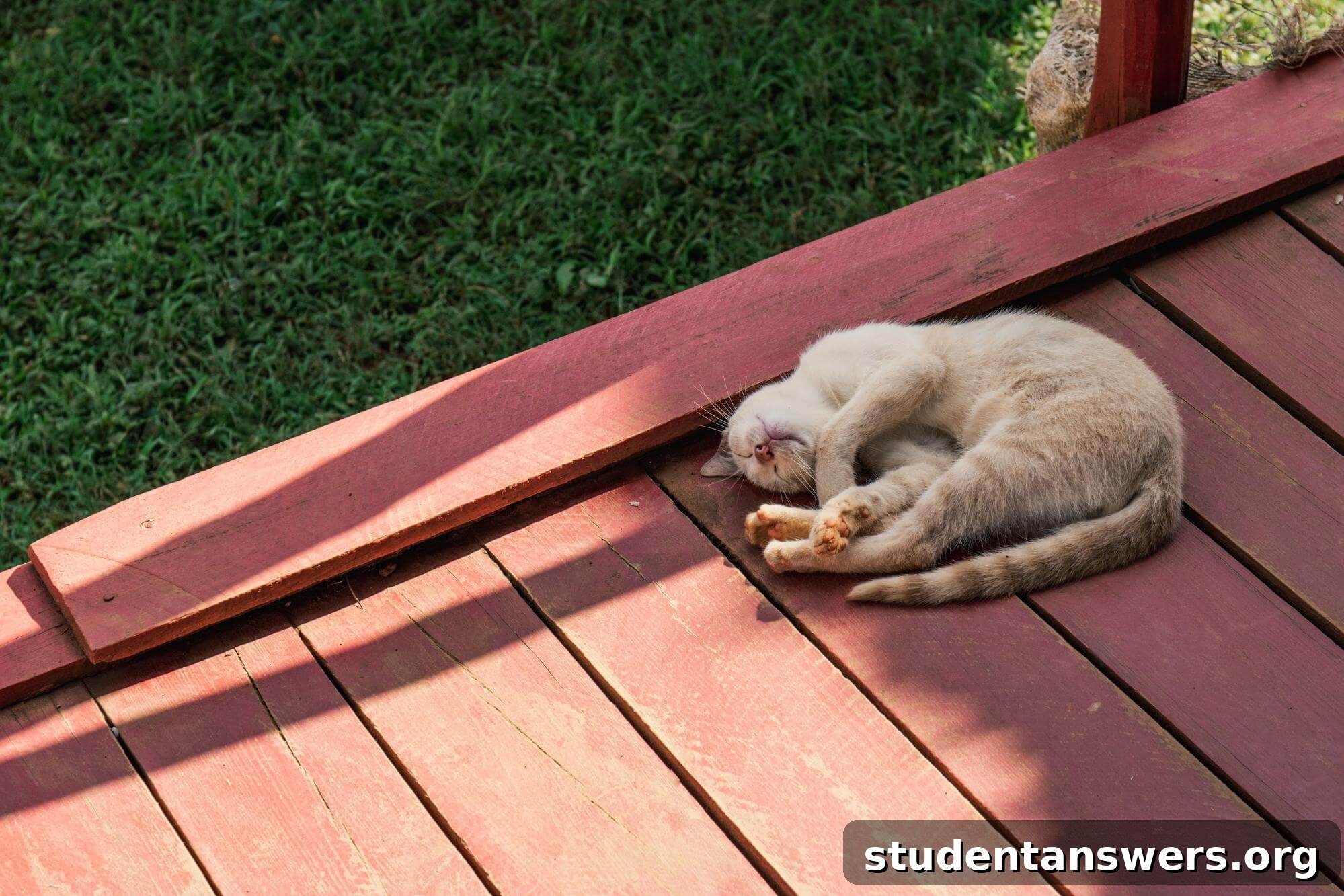 A cat sleeping peacefully on a wooden deck in the sun, symbolizing the importance of restorative rest for productivity.
