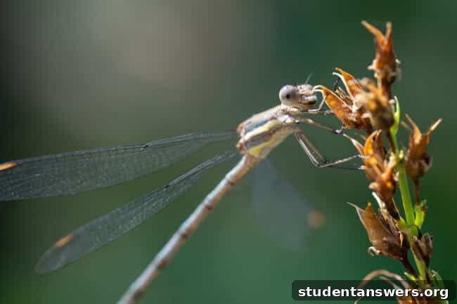 A close-up macro shot of a damselfly, illustrating the importance of a capable lens for specialized photography.
