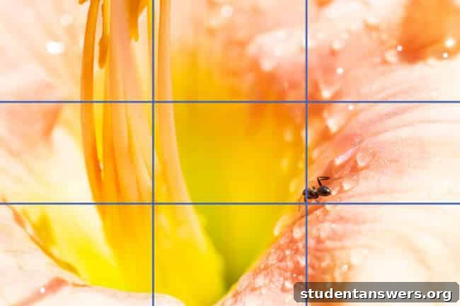 An ant on a flower, with gridlines overlaid to show the application of the rule of thirds.