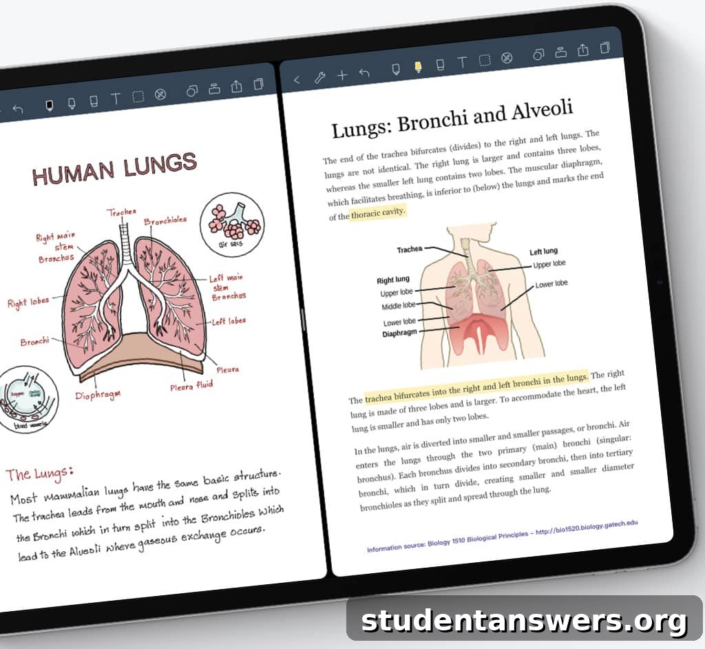 Anatomy diagram next to handwritten notes in the Noteshelf app
