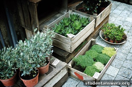 A collection of low-maintenance potted plants perfect for a student garden.