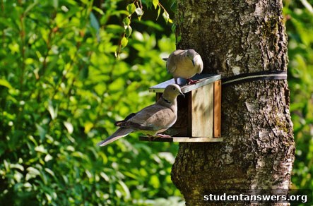 Small birds perched on a branch near a homemade bird feeder in a student garden.